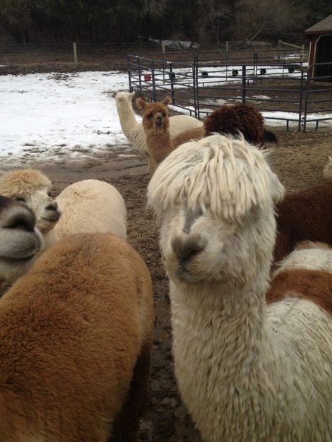 Another common breed, the Suri Alpaca is identifiable by its longer, shaggier wool.