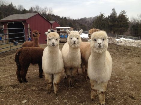 Alpacas are herd animals.  In order for them to thrive they need to live in larger groups.  While this means slightly more to take care of, it also mean a continually larger amount of fiber produced.  