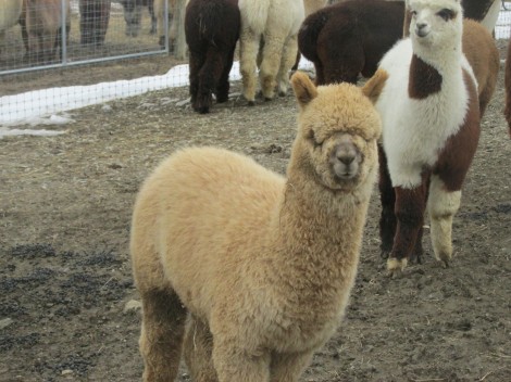 One of the most common breed, the Huacaya Alpaca is identifiable by its fluffier wool.