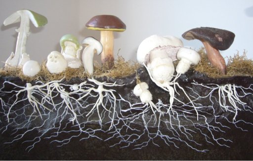 fungi.jpg