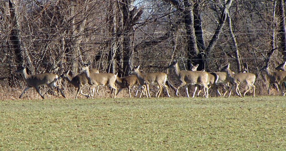 7s_many_deer-Dorbrook_deer_and_Canada_geese_074-994x524